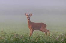 was für ein Morgen