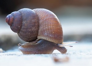 Schöne Landdeckelschnecke (Pomatias elegans)