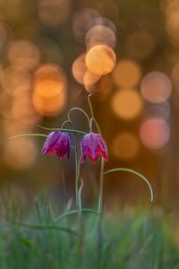 Zwei Schachblumen im Gegenlicht ...