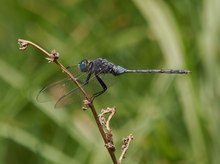 Ein Neuzugang im Forum: "Langer Blaupfeil" (Orthetrum trinacria) Männchen