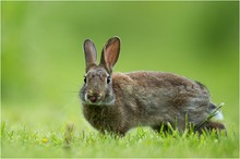 Wildkaninchen