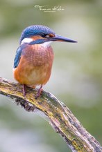 juveniler Eisvogel