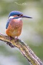 juveniler Eisvogel