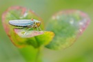 Cicadella viridis