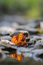 Herbstspur im Bach