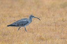 Regenbrachvogel