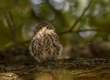 Kleine Eule bei Dämmerung