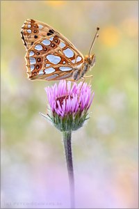 Kleiner Perlmutterfalter (Issoria lathonia)