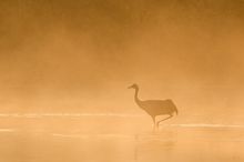 Kranich im Morgennebel