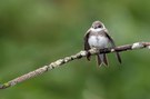 juvenile Uferschwalbe