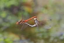 Sympetrum striolatum