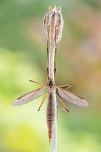 Wiesenschnake