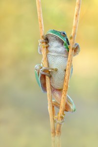 Der kleine grüne Laubfrosch...