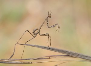 Babyhaubenschrecke (Empusa pennata) '24