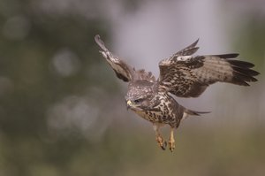 Bei der Mäusejagd