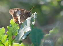 Weisser Waldportier  (Brintesia circe)