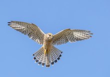 Turmfalke im Rüttelflug