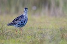 Kampfläufer auf Futtersuche