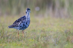 Kampfläufer auf Futtersuche