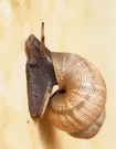 Die Schöne Landdeckelschnecke (Pomatias elegans) (2)