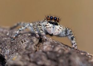 Menemerus taeniatus (Weibchen)