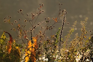 Erste Herbstfarben