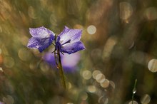 Glockenblümchen im Gegenlicht