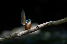 Winkender Eisvogel