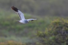 Kornweihenmännchen auf der Jagd