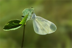 Senfweißling