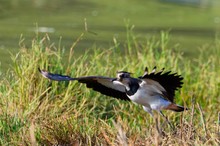 Kiebitz beim Abflug