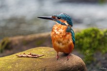 Jungvogel im herbstlichen Ambiente