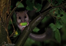 Siebenschläfer in der Nacht