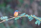 Malachite Kingfisher