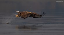 Der Europäische Seeadler