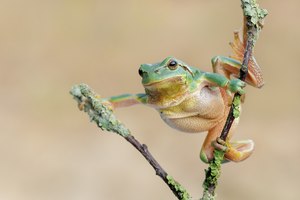 Laubi zum Fotograf...