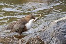 Fischende Wasseramsel