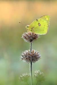 Wiesenklee Gelbling