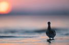 Im Sonnenaufgang: Großer Brachvogel auf der Futtersuche