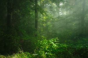 Erste Herbstnebel