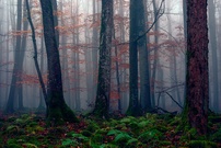 ... wenn's im Wald am schönsten ist