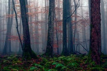 ... wenn's im Wald am schönsten ist