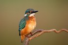 Schüttelt sich: Eisvogel auf "seinem" Ansitz