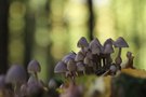 Helmlinge mit Wald-Anbiente