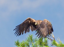 Seeadler beim Abflug