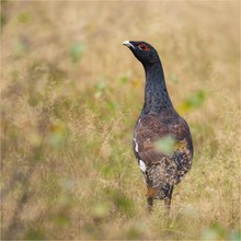 Auerhahn (Tetrao urogallus)