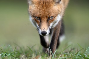 Auge in Auge mit dem Rotfuchs