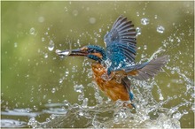 Faszination für Eisvogel