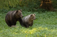 Bären im Baltikum