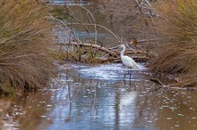 Seidenreiher